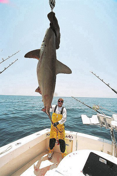 MARK THE SHARK WITH ANOTHER MONSTER HAMMERHEAD
