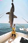 MARK THE SHARK WITH ANOTHER MONSTER HAMMERHEAD