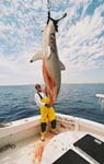 MARK THE SHARK with ANOTHER WORLD RECORD SCALLOPPED HAMMERHEAD