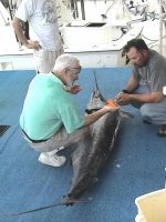 NMFS_RESEARCHER__SCIENTIST_DR_ERIC_PRINCE__TAKING_SAMPLES_FROM_A_BLUE_MARLIN_TAKEN_BY_STRIKER_1~0.jpg