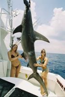 GREATER_HAMMERHEAD_with_BABES_FROM_90210.jpg