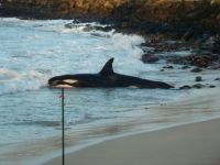 BEACHED_ORCA_in_HAWAII.jpg