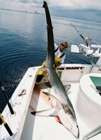 THE_SHARK_HUNTER_with_ANOTHER_TROPHY_BIGEYE.jpg