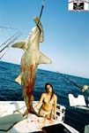 HOOTER GIRL MINCHY with BIG HAMMERHEAD