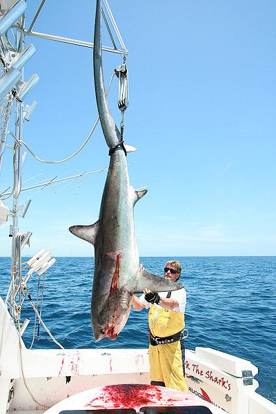 MARK THE SHARK AND ANOTHER FLORIDA RECORD COMMON THRESHER