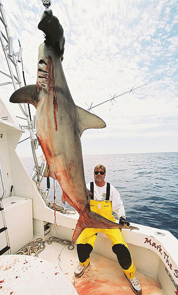 MARK THE SHARK AND GIANT HAMMERHEAD SHARK