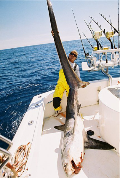 MARK THE SHARK with FIRST EVER FLORIDA COMMON THRESHER