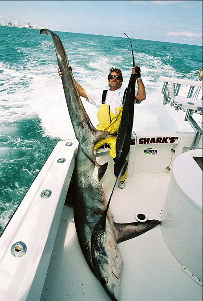 MARK THE SHARK with MIAMI THRESHER CATCH