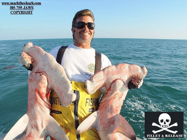 Mark the SHARK & 2 trophy HAMMERHEADS