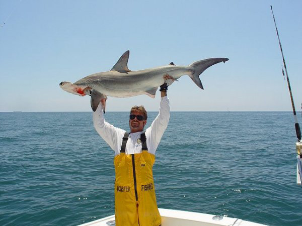 mark & shark & HAMMERHEAD