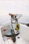 MARK THE SHARK with a JR ANGLER RELEASING A BIG EYE