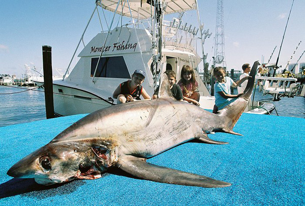 MONSTER MIAMI THRESHER SHARK