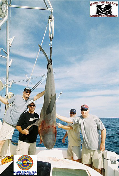 DAVE REEF SHARK