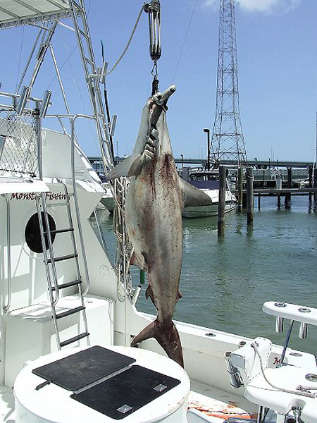 DOCKSIDE THEAD