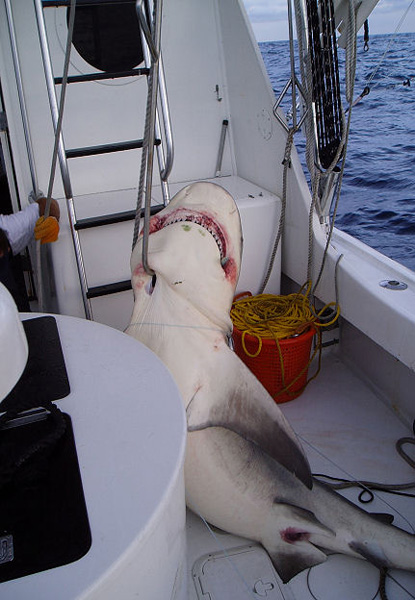 GULFSTREAM BULL SHARK