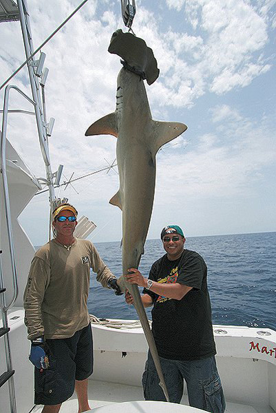 JOHNSON HAMMERHEAD