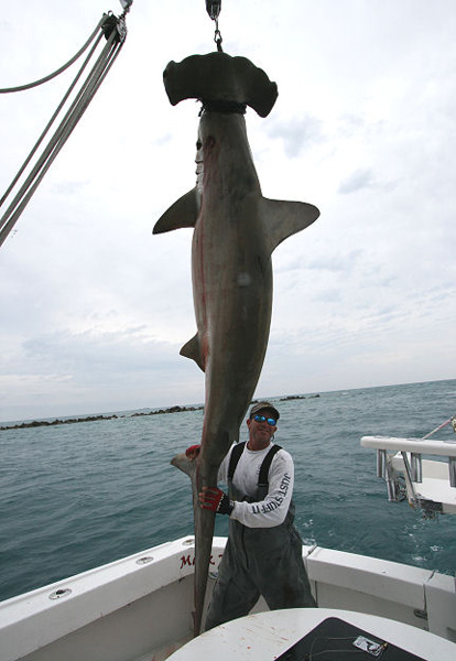 MIAMI BEACH HAMMER