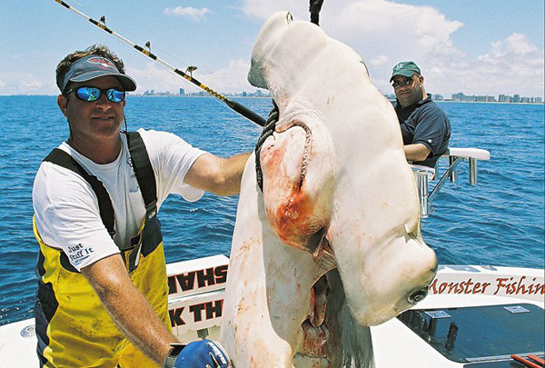 MONSTER SCALLOP HAMMERHEAD