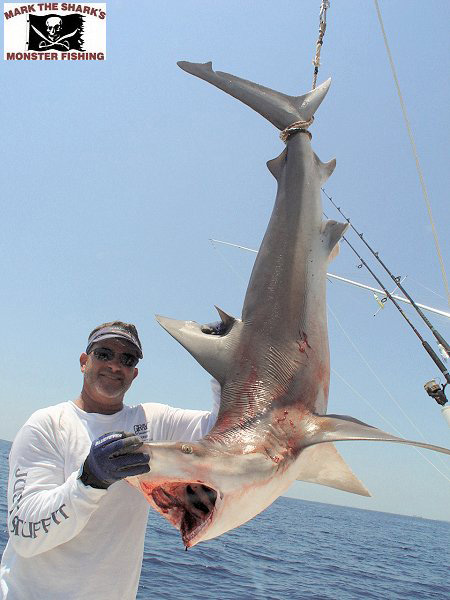 O' hare shark