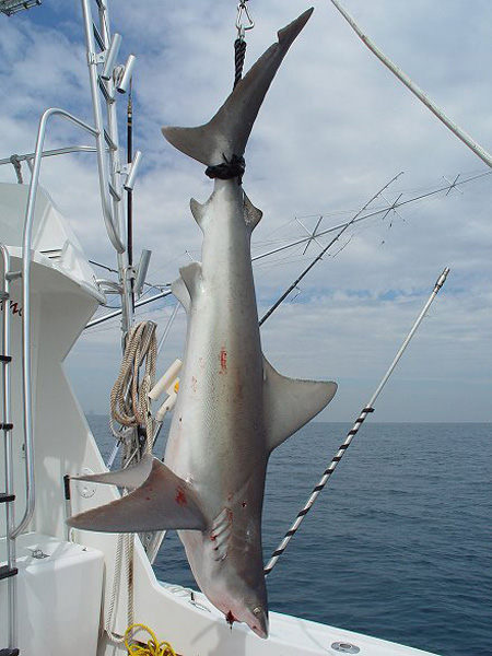 OCEANIC SANDBAR SHARK