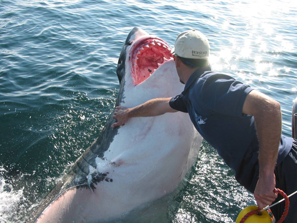 PETTING A BIG WHITE