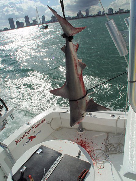 REEF SHARK OVER MIAMI SKYLINE