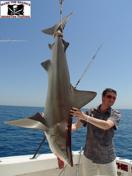 SANDBAR SHARK