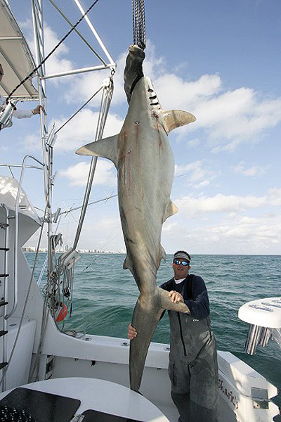 SCALLOP HAMERHEAD SHARK