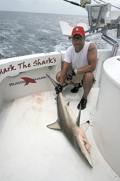 SPINNER SHARK