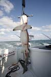 MONSTER HAMMERHEAD SHARK