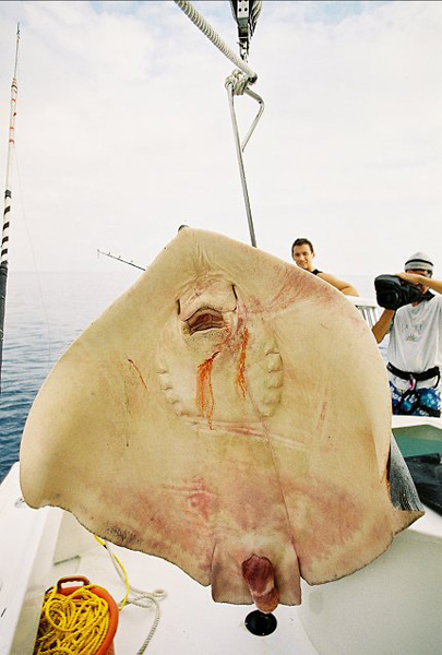 ATLANTIC  WHIPPING RAY