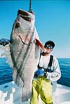 MONSTER DEEP WATER GROUPER