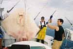 MONSTER KILLER WHIPPING STING RAY