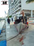 MONSTER WHIPPING STING RAY-1 (2)