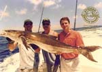 cobia