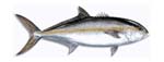 info-amberjack