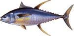 info-yellowfin