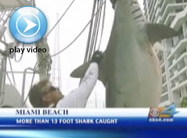 13 Foot Shark Caught