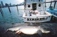 ANOTHER_MONSTER_GREAT_HAMMERHEAD_at_the_DOCK.jpg