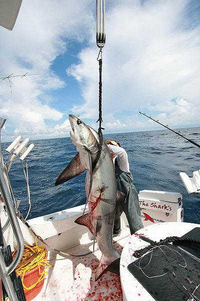 MEASURING A BIG THRESHER BEFORE RELEASE