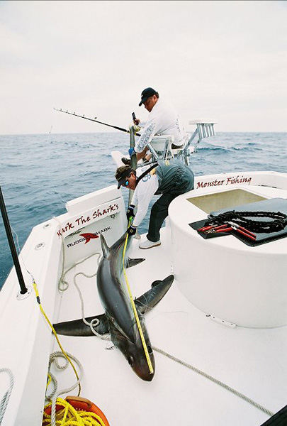 MEASURING BEFORE RELEASING A BIGEYE THRESHER