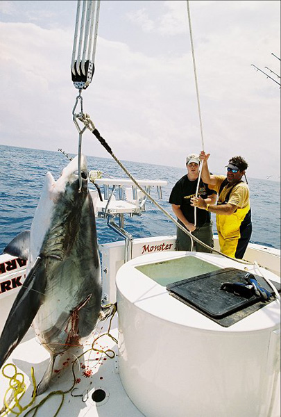 MIAMI BEACH LONTAIL SHARK