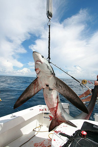 THRESHER SHARK