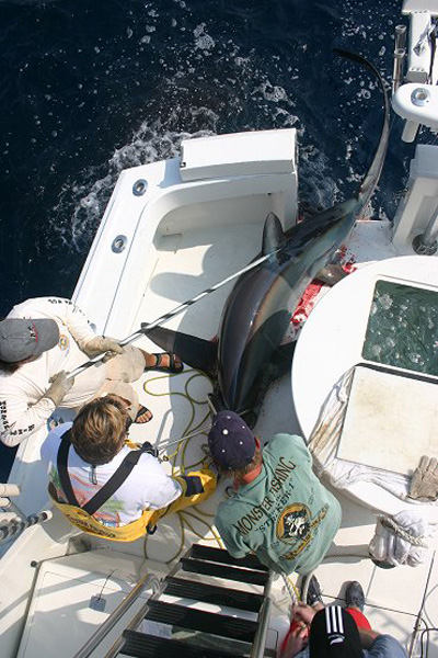 Thresher in the boat