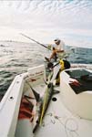 MEASURING A MIAMI LONGTAIL BEFORE RELEASING