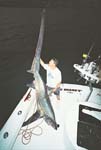 NIGHT THRESHER SHARK