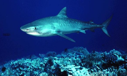 tiger on the reef