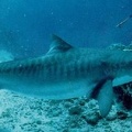 tiger shark