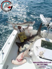 PENDING world record  hammerhead-1