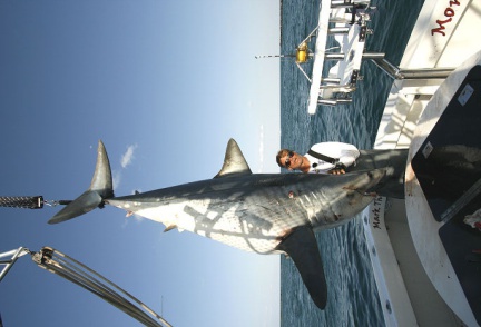 MARK THE SHARK and NICE BIG MIAMI MAKO